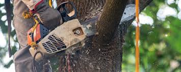 Best Tree Health Inspection  in , MA