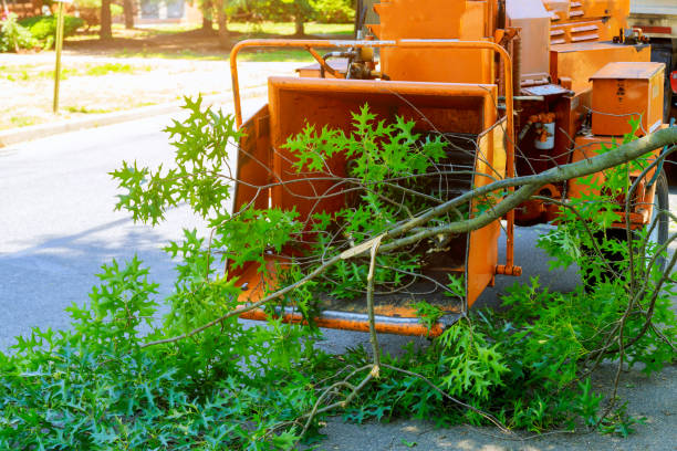 Best Grass Overseeding  in , MA