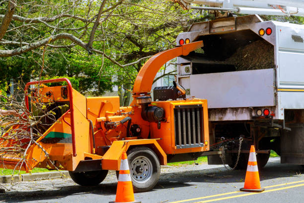 Best Stump Grinding and Removal  in , MA